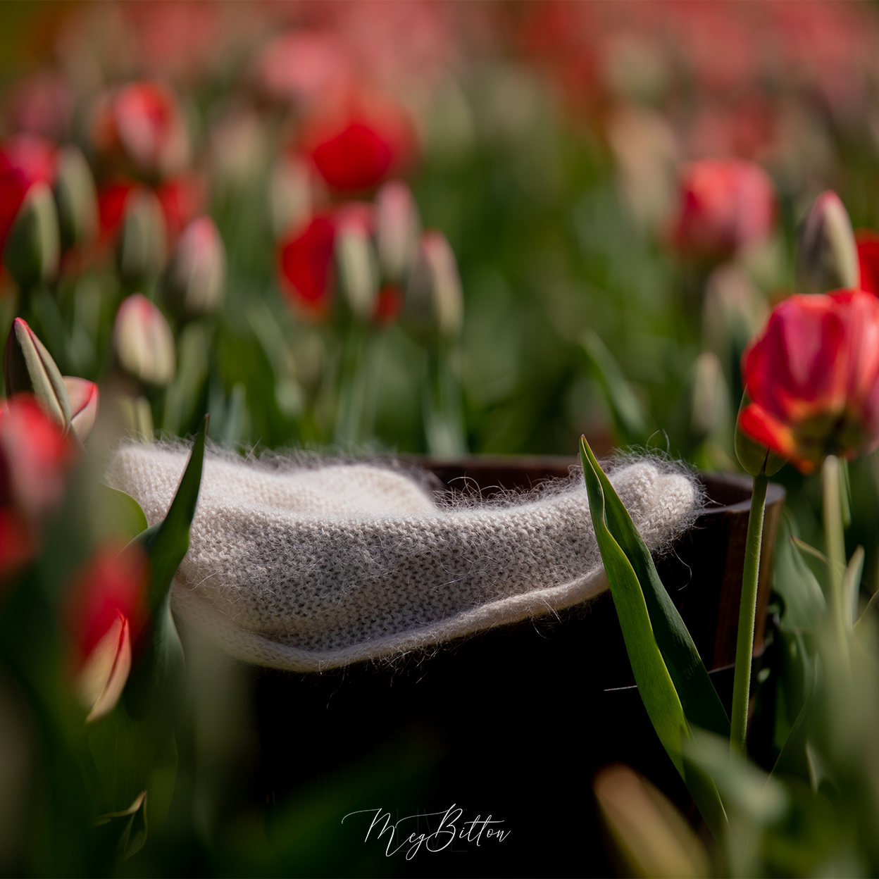 Digital Background: Dark Tulips - Meg Bitton Productions