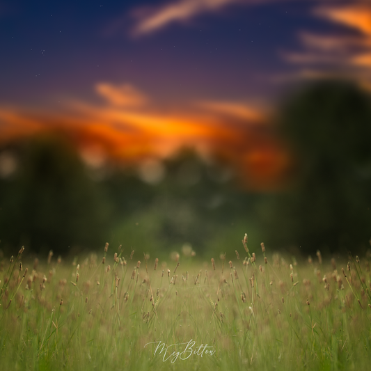 Digital Background: Early Evening Field - Meg Bitton Productions