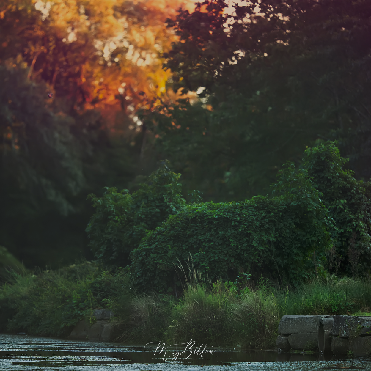 Digital Background: Early Fall - Meg Bitton Productions