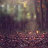 Digital Background: Fall Path - Meg Bitton Productions