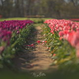 Digital Background: Fallen Tulips - Meg Bitton Productions