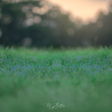 Digital Background: Field of Blue - Meg Bitton Productions