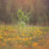 Digital Background: Field of Yellow - Meg Bitton Productions