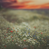 Digital Background: Fiery Wildflowers - Meg Bitton Productions