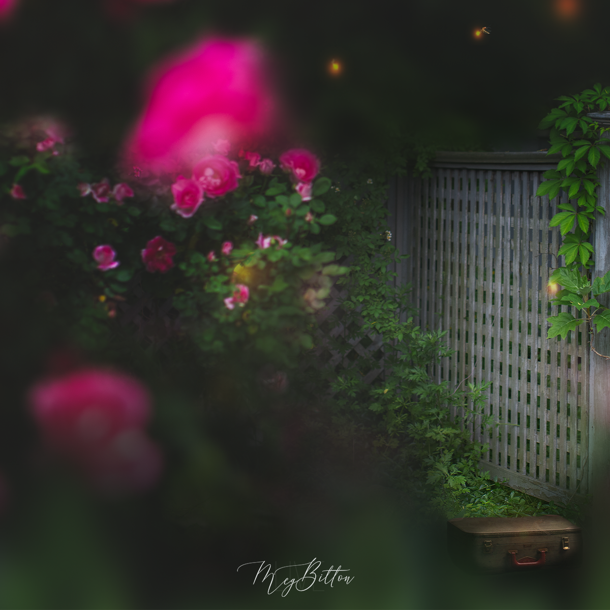 Digital Background: Fireflies and Roses - Meg Bitton Productions