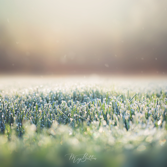 Digital Background: First Frost - Meg Bitton Productions