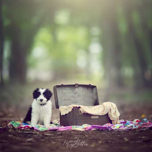 Digital Background: Forest Puppy - Meg Bitton Productions