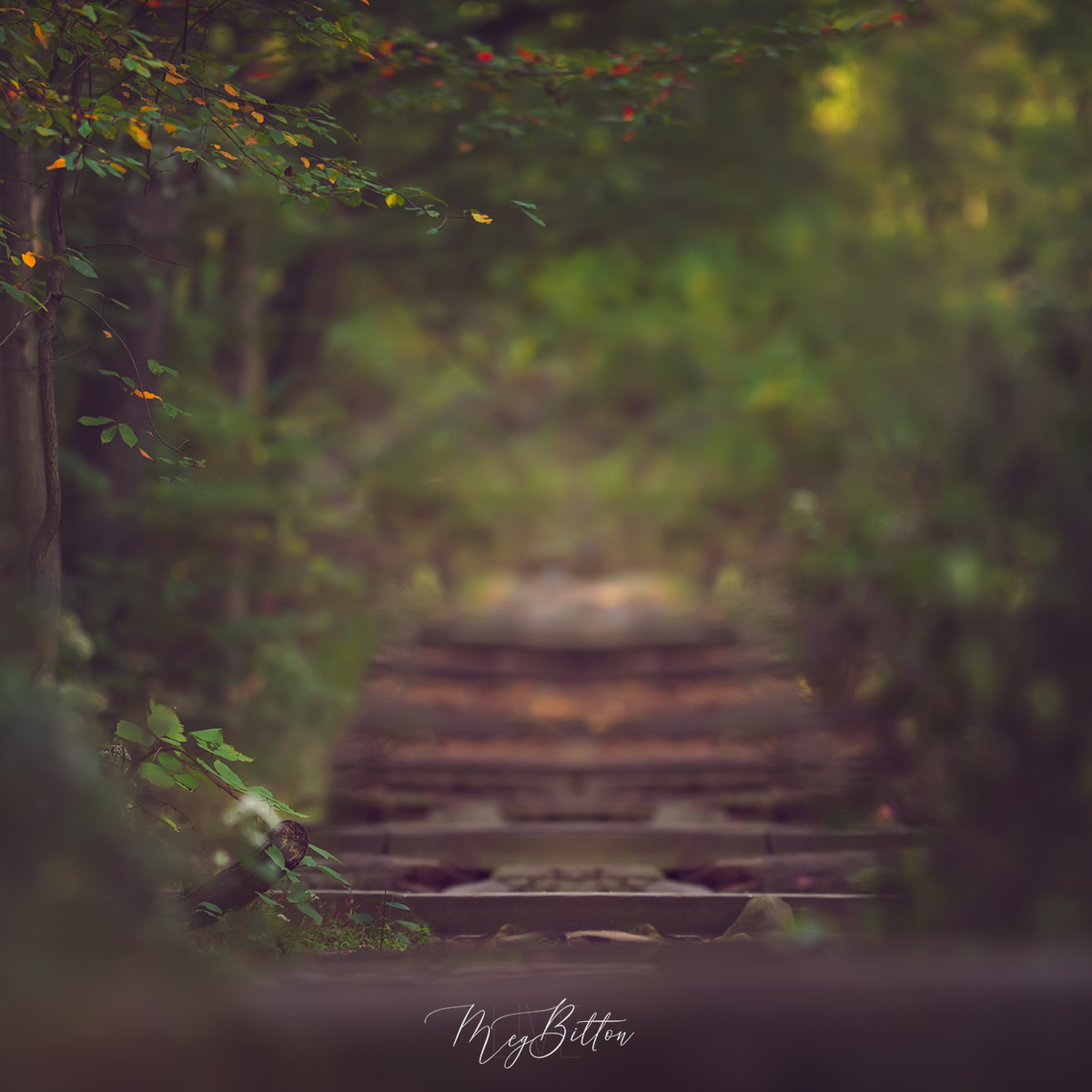 Digital Background: Forest Steps - Meg Bitton Productions