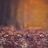 Digital Background: Forest Walk Closeup - Meg Bitton Productions