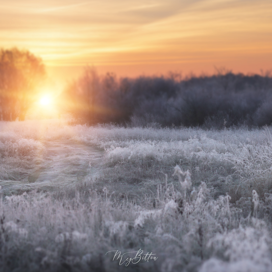 Digital Background: Frosty Morning - Meg Bitton Productions
