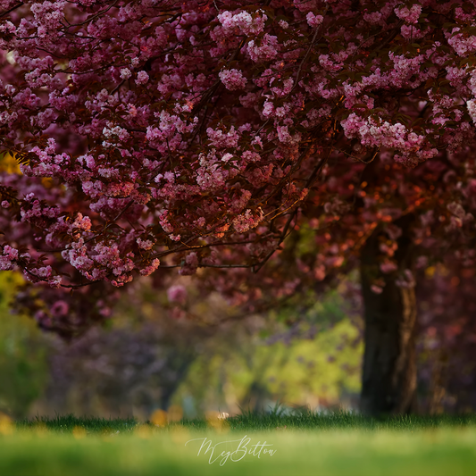 Digital Background: Golden Cherry Blossom - Meg Bitton Productions