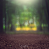 Digital Background: Green Forest - Meg Bitton Productions