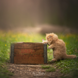 Digital Background: Kitty on a Box - Meg Bitton Productions