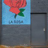 Digital Background: La Rosa - Meg Bitton Productions