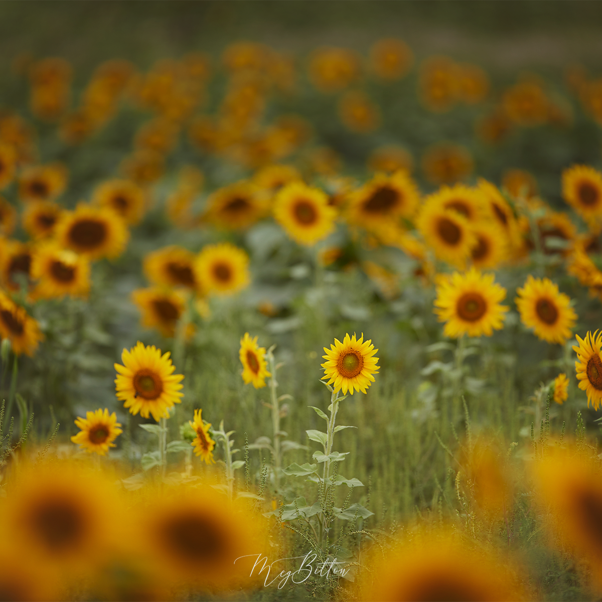 Digital Background: Late Summer Sunflowers - Meg Bitton Productions