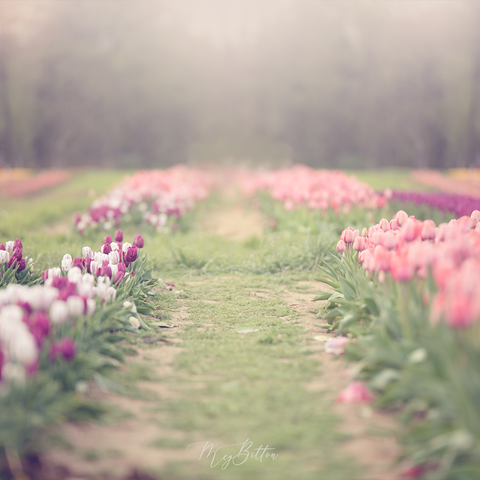 Digital Background: Light and Airy Tulips - Meg Bitton Productions
