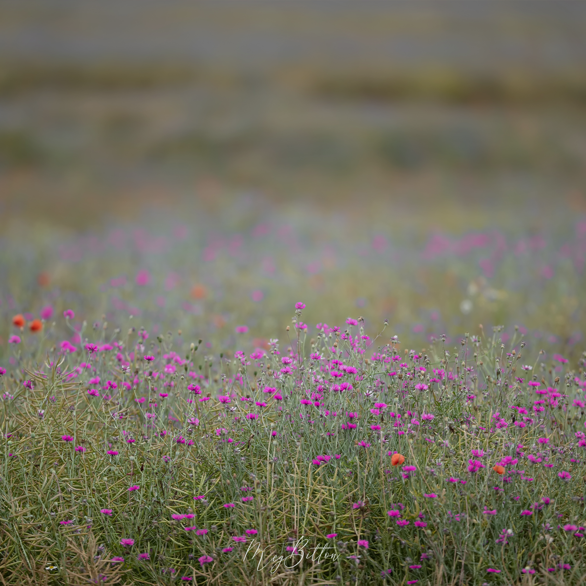 Digital Background: Magenta Wildflowers - Meg Bitton Productions