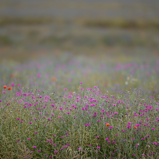Digital Background: Magenta Wildflowers - Meg Bitton Productions