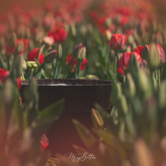 Digital Background: Matte Tulip Bucket - Meg Bitton Productions