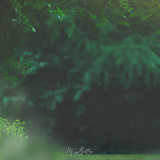 Digital Background: Misty Morning - Meg Bitton Productions