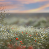 Digital Background: Morning Field - Meg Bitton Productions