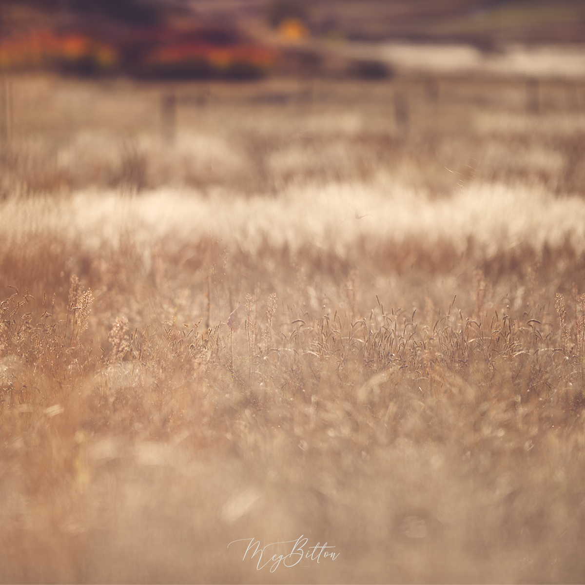 Digital Background: Mountain Wheat Field - Meg Bitton Productions