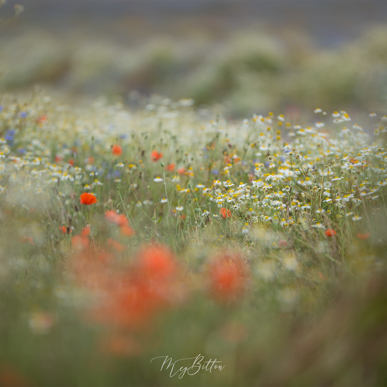 Digital Background: Orange Wildflower Bokeh - Meg Bitton Productions