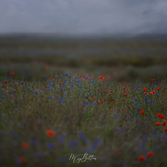 Digital Background: Overcast Wildflowers - Meg Bitton Productions