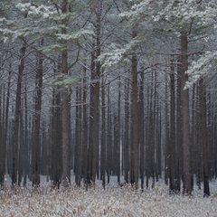 Digital Background: Pine Forest - Meg Bitton Productions