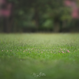 Digital Background: Pretty Pink Grass - Meg Bitton Productions