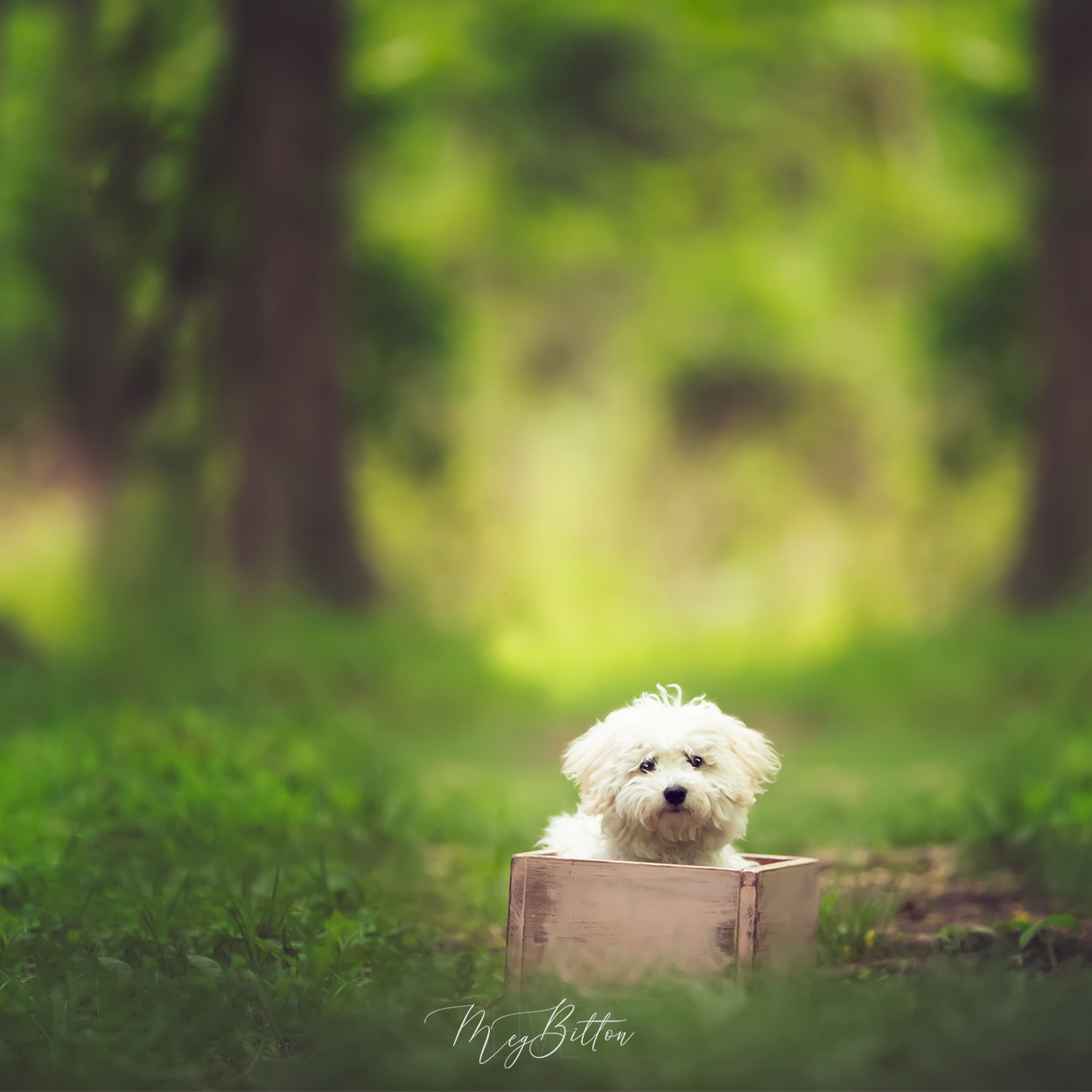 Digital Background: Puppy in a Box - Meg Bitton Productions