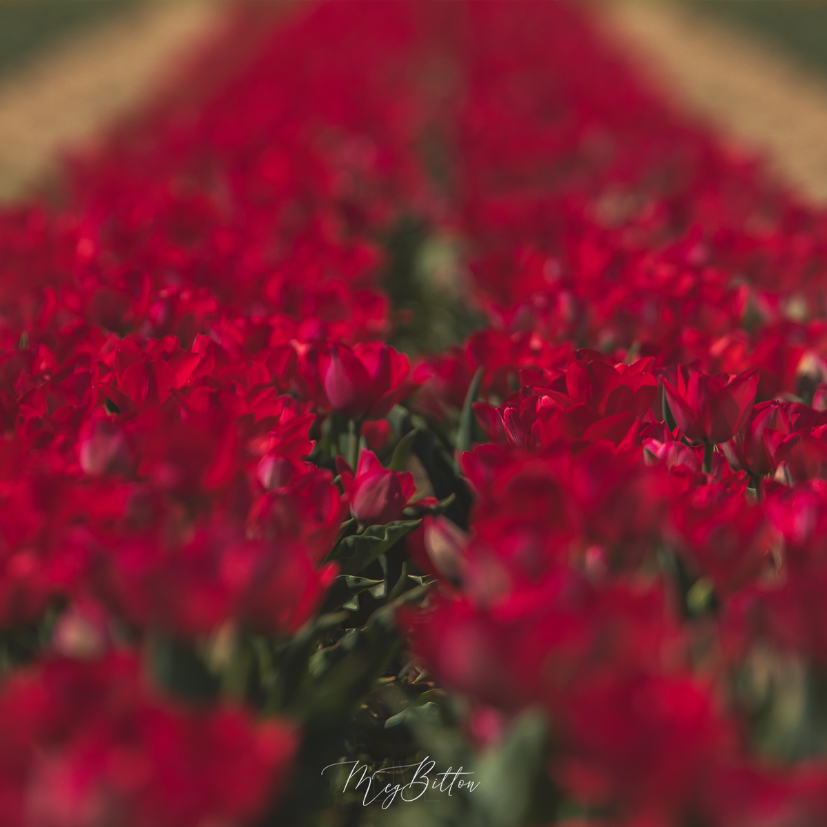 Digital Background: Red Tulips - Meg Bitton Productions
