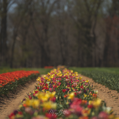Digital Background: Row of Tulips - Meg Bitton Productions