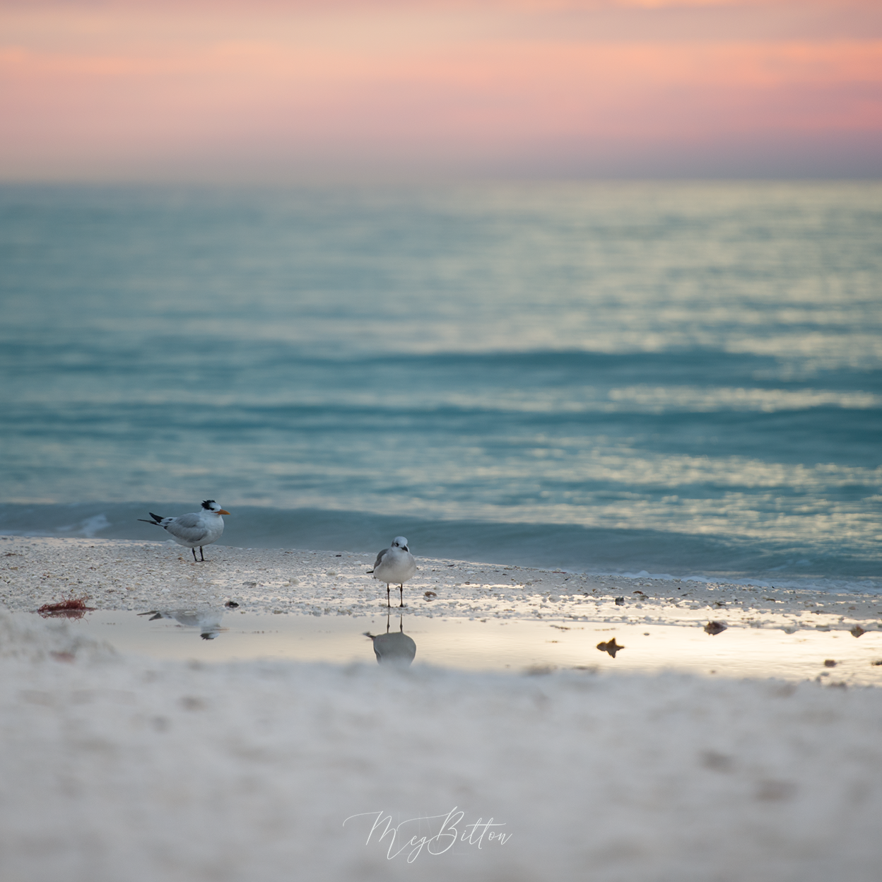 Digital Background: Seagulls at Sunset - Meg Bitton Productions