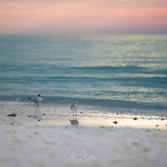 Digital Background: Seagulls at Sunset - Meg Bitton Productions