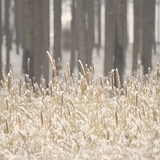 Digital Background: Snow Cat Tails - Meg Bitton Productions