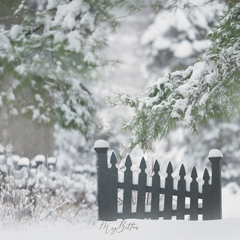 Digital Background: Snow Fence - Meg Bitton Productions