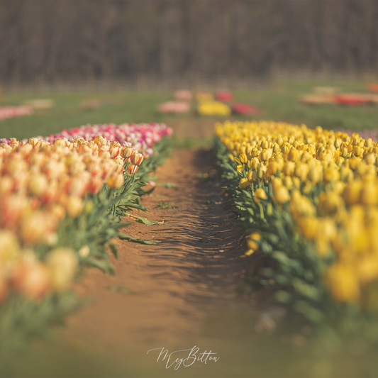 Digital Background: Spring Tulip Garden - Meg Bitton Productions