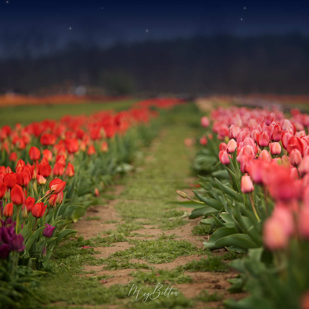 Digital Background: Starry Night Tulips - Meg Bitton Productions
