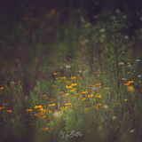 Digital Background: Summer Field - Meg Bitton Productions