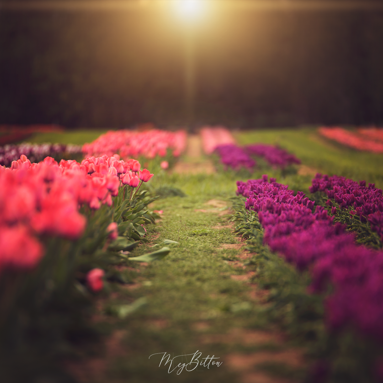 Digital Background: Sunflare Tulips - Meg Bitton Productions