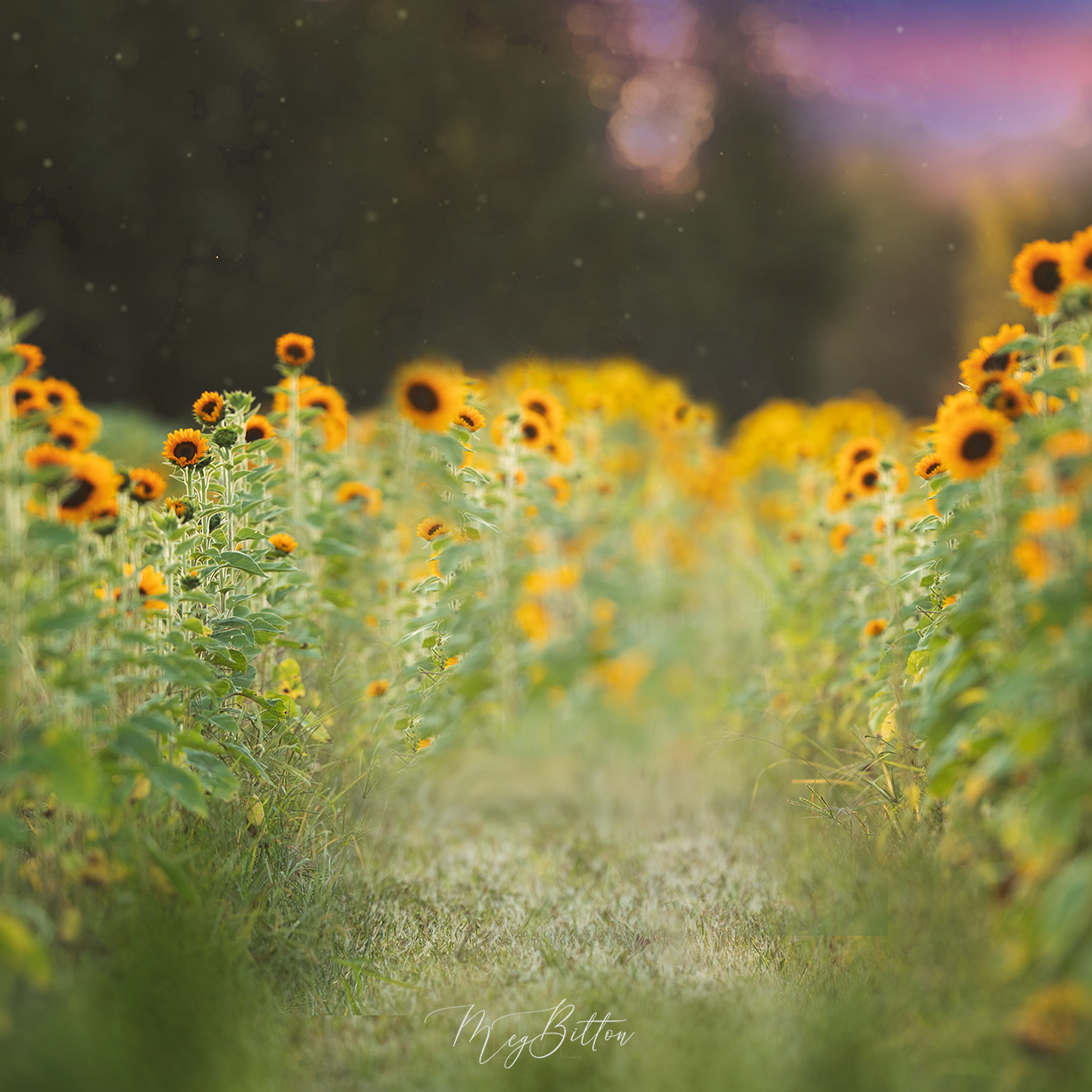 Digital Background: Sunflower Evening - Meg Bitton Productions