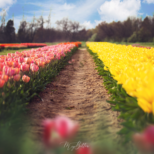Digital Background: Sunny Tulips - Meg Bitton Productions