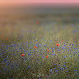 Digital Background: Sunrise Field - Meg Bitton Productions