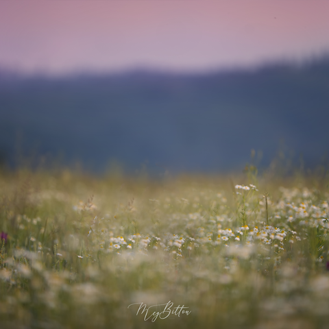 Digital Background: Sunset Daisies - Meg Bitton Productions