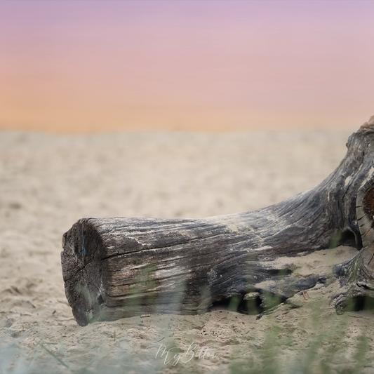 Digital Background: Sunset Driftwood - Meg Bitton Productions