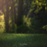 Digital Background: Sunset Lawn - Meg Bitton Productions