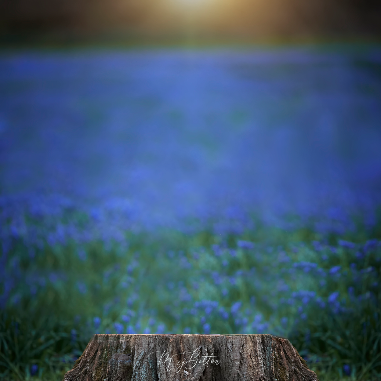 Digital Background: Sunset Bluebonnets - Meg Bitton Productions