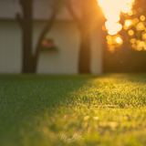 Digital Background: Texas Barn at Sunset - Meg Bitton Productions