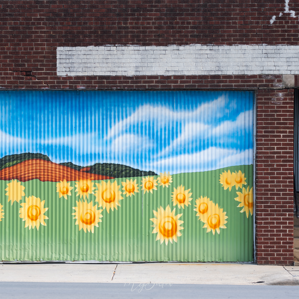 Digital Background: The Sunflowers - Meg Bitton Productions